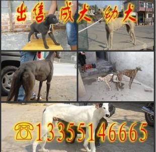 商洛[什么品种的猎犬逮野兔厉害_农副产品_世界工厂网