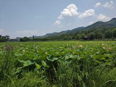 陕西省商洛市丹凤县棣花古镇之荷花塘正当时