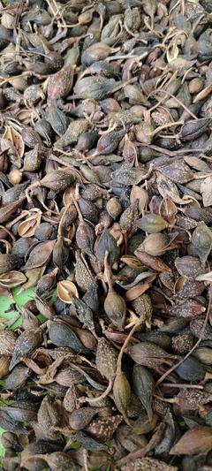 [连翘批发]陕西商洛山阳县连翘 49.00元/斤连翘,秦岭南,山 _ 一亩田