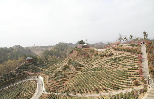 踏春问茶 商洛市特产中心主任王凌云邀您到商洛赏春花品香茗